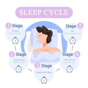 infographie du cycle sommeil stade sommeil pendant 277904 2220.jpg
