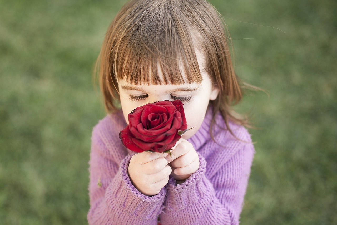 rose flower gf868fb40a 1280