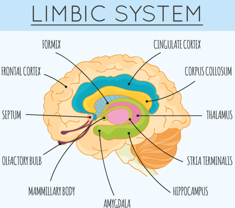 système limbic